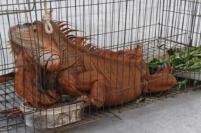 Tiếp nhận rồng Nam Mỹ 'khủng' do người dân giao nộp Tiếp nhận rồng Nam Mỹ 'khủng' do người dân giao nộp