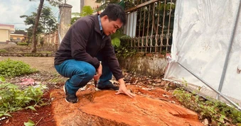 Tỉnh ủy Gia Lai chỉ đạo làm rõ sai phạm vụ 13 cây xanh bị chặt ở trụ sở xã