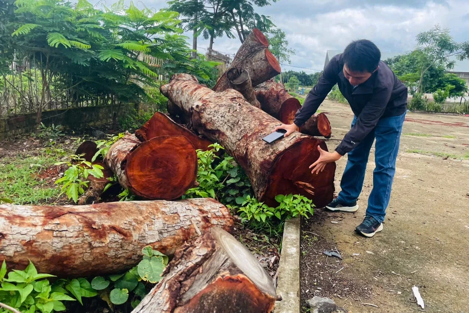 Tỉnh ủy Gia Lai chỉ đạo làm rõ sai phạm vụ 13 cây xanh bị chặt ở trụ sở xã Tỉnh ủy Gia Lai chỉ đạo làm rõ sai phạm vụ 13 cây xanh bị chặt ở trụ sở xã