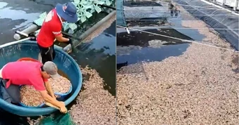 Tôm chết hàng loạt, người nuôi bất ngờ phát hiện vật thể lạ dưới đáy hồ