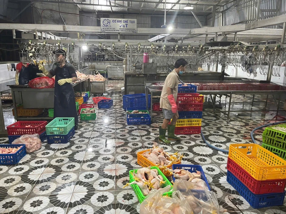 TP.HCM: 'Đột kích' lò giết mổ không phép lúc rạng sáng, buộc tiêu hủy gần 1 tấn gà TP.HCM: 'Đột kích' lò giết mổ không phép lúc rạng sáng, buộc tiêu hủy gần 1 tấn gà