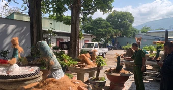 Trả lại 21 cây mai ở Côn Đảo và những nhận định pháp lý quan trọng