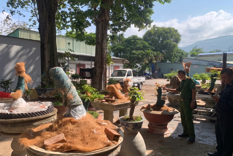 Trả lại 21 cây mai ở Côn Đảo và những nhận định pháp lý quan trọng Trả lại 21 cây mai ở Côn Đảo và những nhận định pháp lý quan trọng