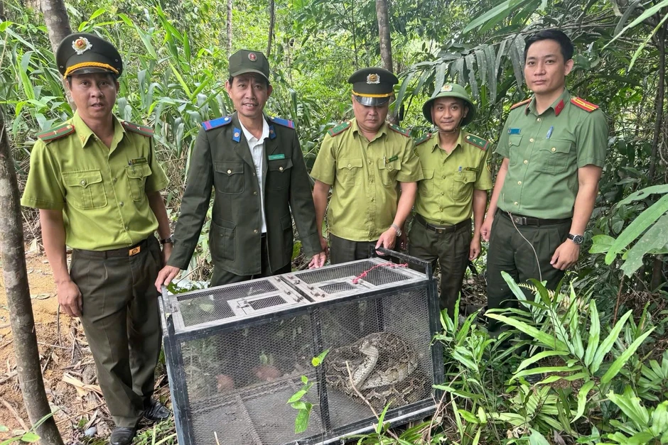 Trăn gấm dài hơn 3m bò vào khu dân cư Trăn gấm dài hơn 3m bò vào khu dân cư