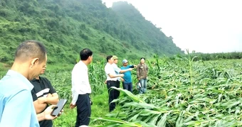 Trận lốc xoáy kinh hoàng vừa xảy ra ở Quảng Trị