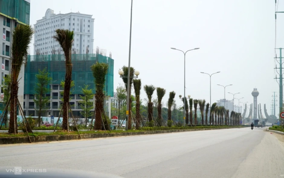 Trồng bàng Đài Loan ở đô thị trung tâm Thanh Hóa - Báo TinVina Trồng bàng Đài Loan ở đô thị trung tâm Thanh Hóa - Báo TinVina