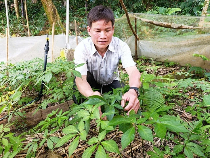 Trường trao thưởng bằng sâm Ngọc Linh: Ý nghĩa nhưng trồng ở đâu, chăm sóc sao? Trường trao thưởng bằng sâm Ngọc Linh: Ý nghĩa nhưng trồng ở đâu, chăm sóc sao?