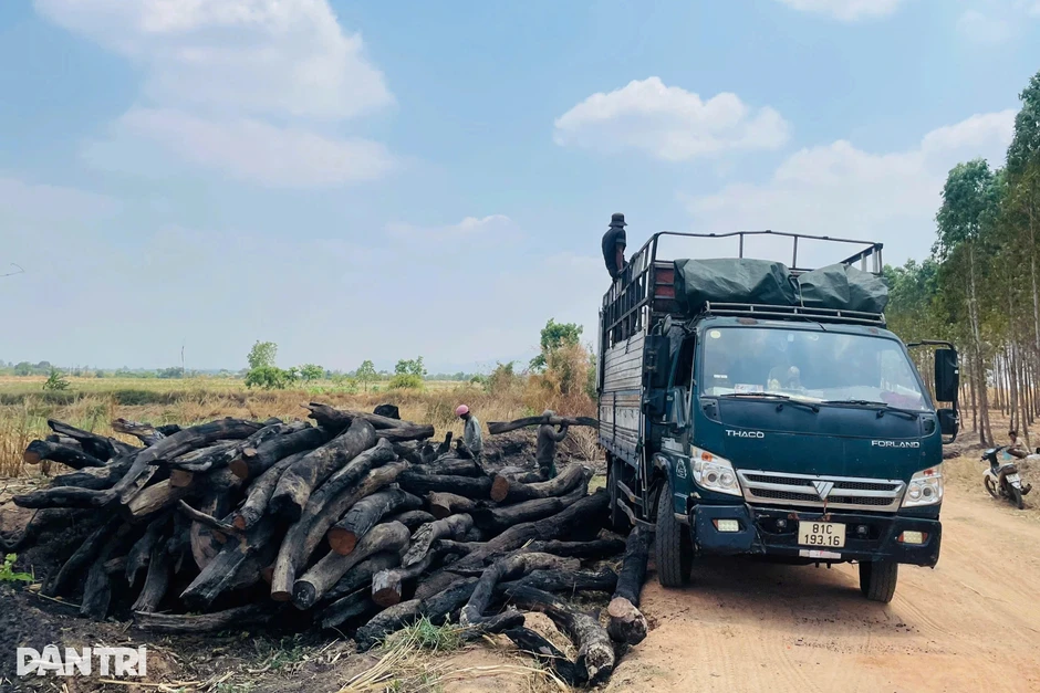 Truy quét, xác minh nguồn gốc củi rừng ồ ạt tuồn về trong đêm Truy quét, xác minh nguồn gốc củi rừng ồ ạt tuồn về trong đêm