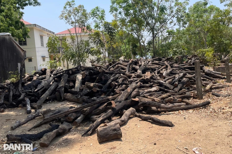 Truy quét, xác minh nguồn gốc củi rừng ồ ạt tuồn về trong đêm Truy quét, xác minh nguồn gốc củi rừng ồ ạt tuồn về trong đêm