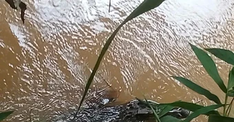 Truy tìm sinh vật lạ nghi cá sấu nổi trên suối Cây Xanh ở Đồng Nai