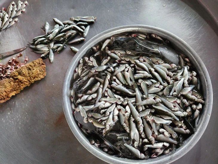 Từ lời kêu gọi không bắt cá kình non ở Lý Sơn, đến 'luật hóa' đánh bắt Từ lời kêu gọi không bắt cá kình non ở Lý Sơn, đến 'luật hóa' đánh bắt