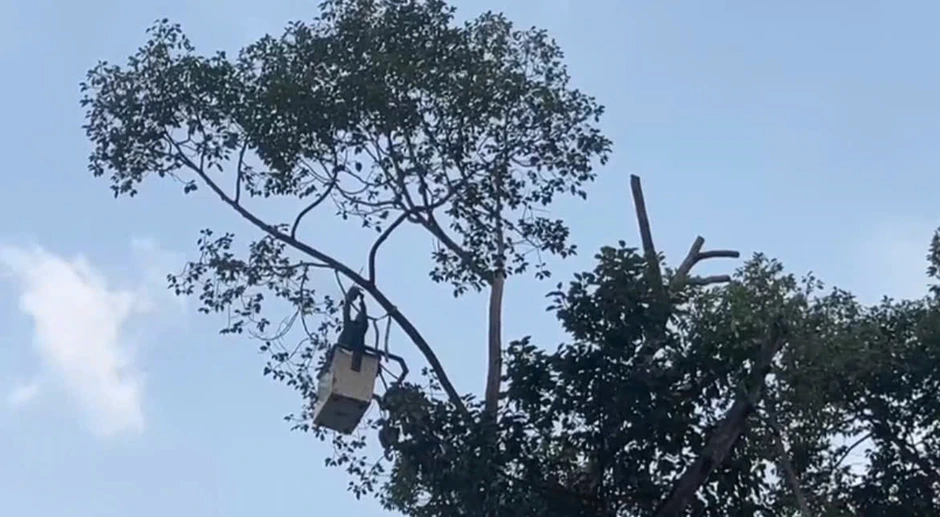 Vì sao cành cây xanh tốt vẫn có thể gãy, đè chết người ở TPHCM? Vì sao cành cây xanh tốt vẫn có thể gãy, đè chết người ở TPHCM?