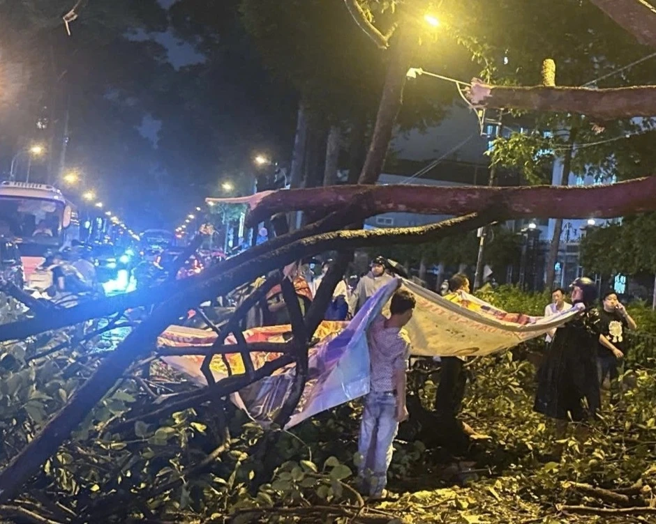 Vì sao cành cây xanh tốt vẫn có thể gãy, đè chết người ở TPHCM? Vì sao cành cây xanh tốt vẫn có thể gãy, đè chết người ở TPHCM?