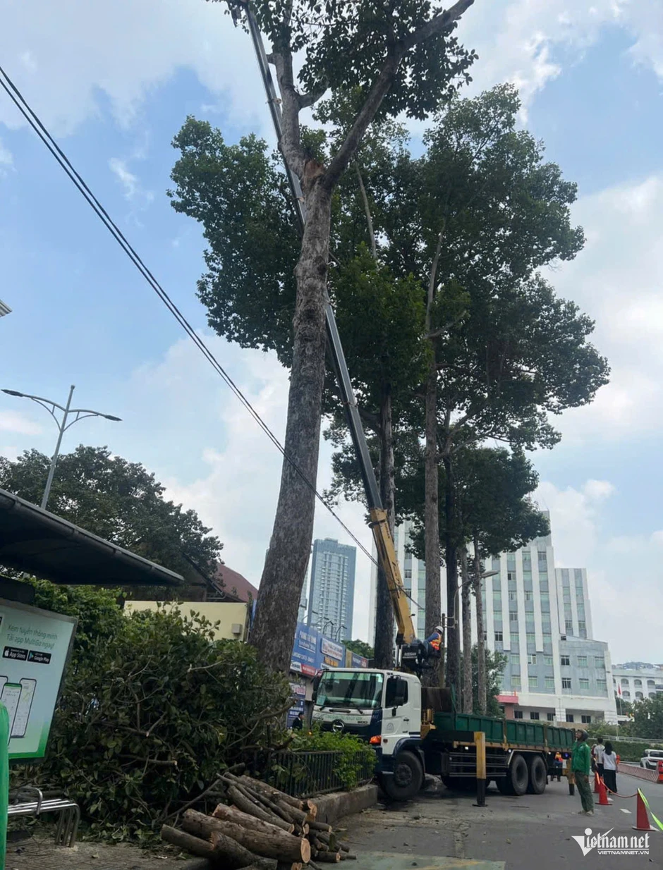Vì sao cành cây xanh tốt vẫn có thể gãy, đè chết người ở TPHCM? Vì sao cành cây xanh tốt vẫn có thể gãy, đè chết người ở TPHCM?