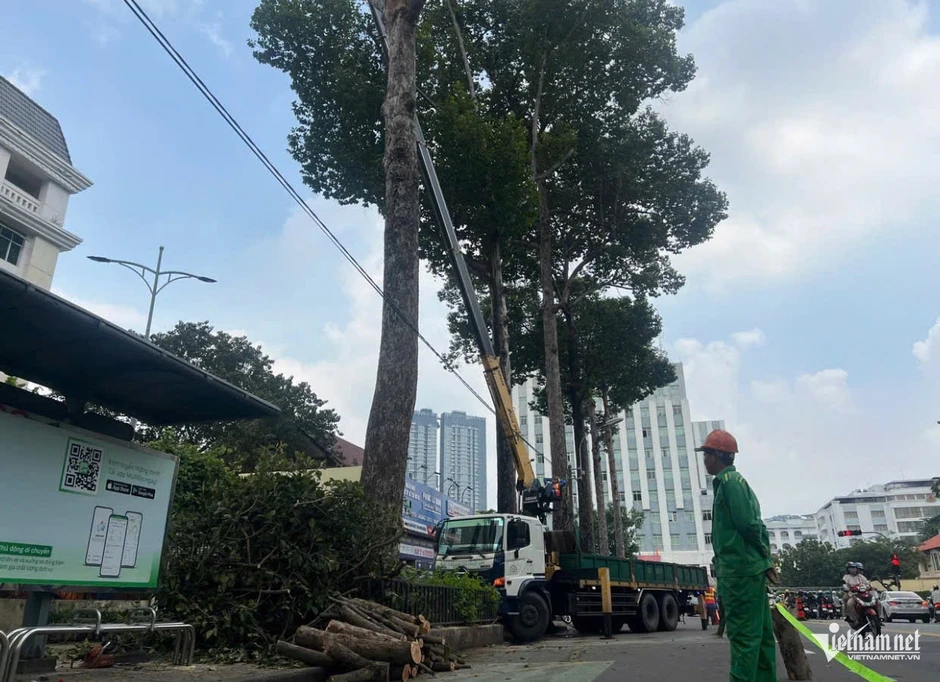 Vì sao cành cây xanh tốt vẫn có thể gãy, đè chết người ở TPHCM? Vì sao cành cây xanh tốt vẫn có thể gãy, đè chết người ở TPHCM?