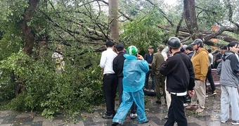 VIDEO: Cây cổ thụ đối diện đền Quán Thánh bất ngờ bật gốc, đổ xuống đường Thanh Niên