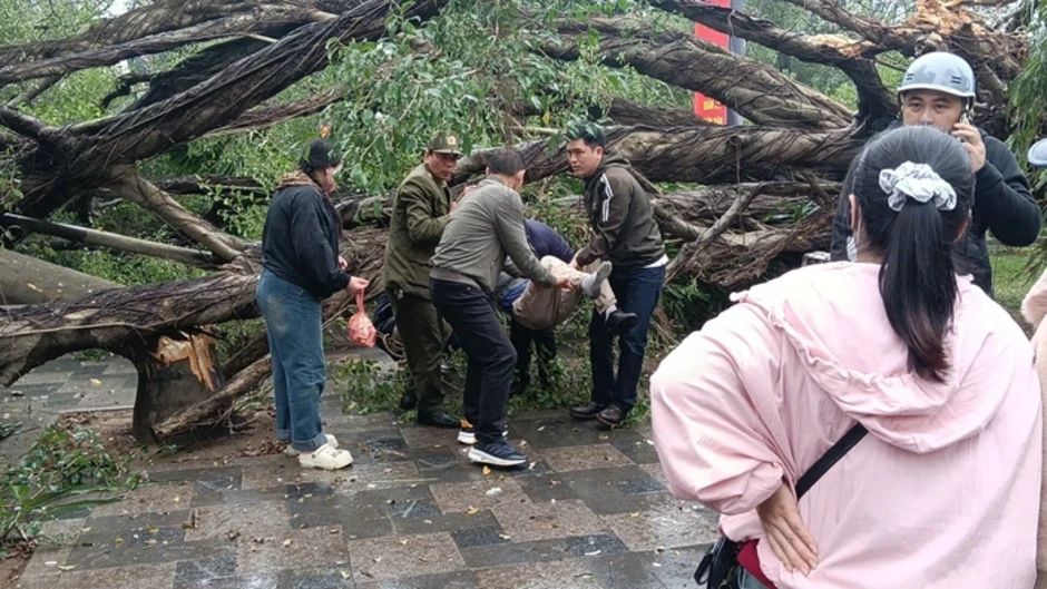 VIDEO: Cây cổ thụ đối diện đền Quán Thánh bất ngờ bật gốc, đổ xuống đường Thanh Niên VIDEO: Cây cổ thụ đối diện đền Quán Thánh bất ngờ bật gốc, đổ xuống đường Thanh Niên