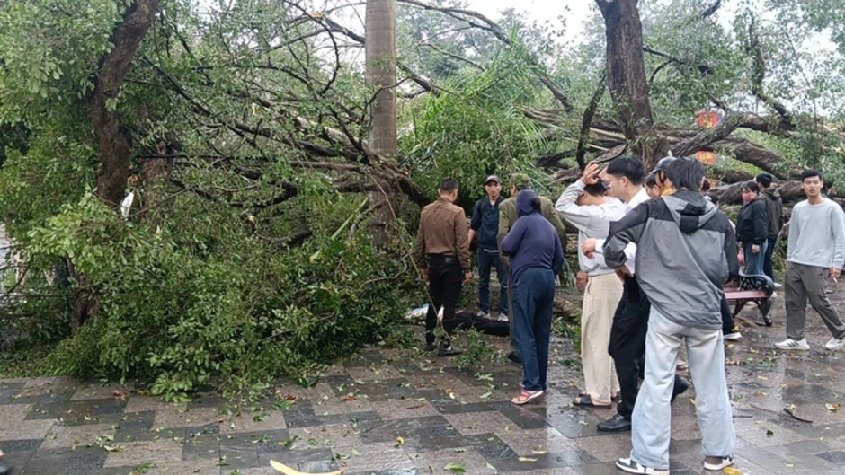 VIDEO: Cây cổ thụ đối diện đền Quán Thánh bất ngờ bật gốc, đổ xuống đường Thanh Niên VIDEO: Cây cổ thụ đối diện đền Quán Thánh bất ngờ bật gốc, đổ xuống đường Thanh Niên