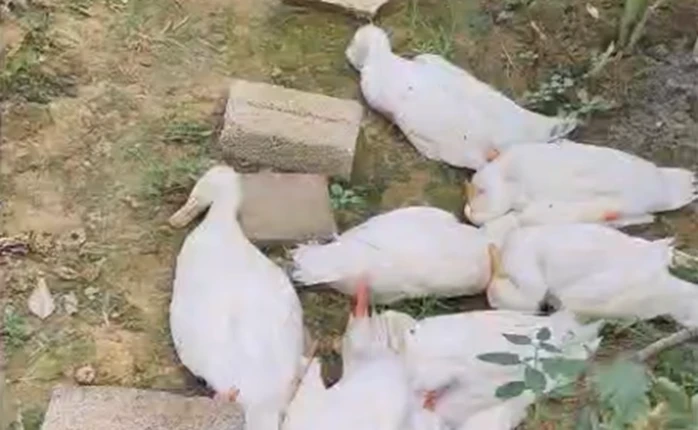 Vịt chết hàng loạt khi ăn cá tự nhiên chết bất thường ở khe suối Vịt chết hàng loạt khi ăn cá tự nhiên chết bất thường ở khe suối