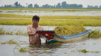Vợ chồng thầy giáo trắng tay vì 10 ha lúa chìm trong lũ