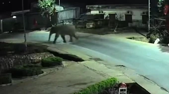 Voi rừng phá rào thép vào trường học, thầy cô dặn học sinh ở yên trong phòng