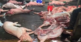 Vụ 300 tấn lợn bệnh vào chợ, trường học: Khởi tố 8 bị can