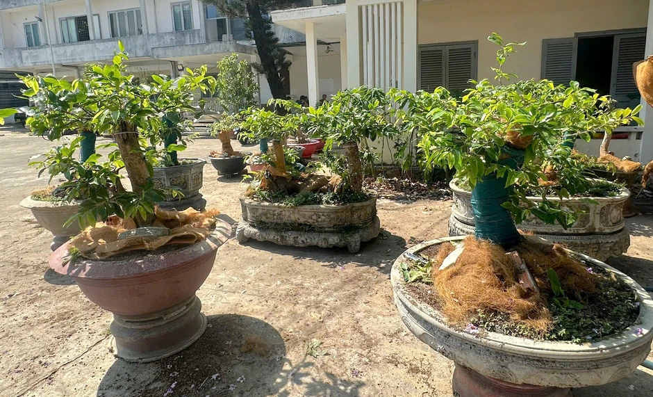 Vụ 42 cây mai vàng ở Côn Đảo: Khi nào phải chứng minh hồ sơ lâm sản? Vụ 42 cây mai vàng ở Côn Đảo: Khi nào phải chứng minh hồ sơ lâm sản?