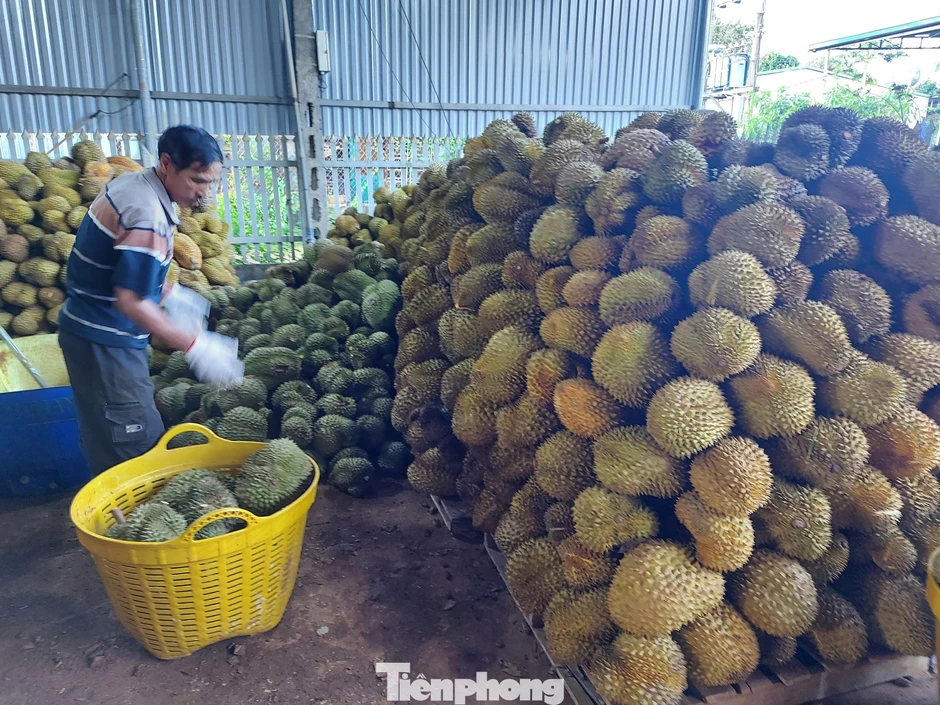 Vụ Thứ trưởng NN&MT bị bắt: Tức nghẹn 'giấy phép con' xuất khẩu sầu riêng Vụ Thứ trưởng NN&MT bị bắt: Tức nghẹn 'giấy phép con' xuất khẩu sầu riêng