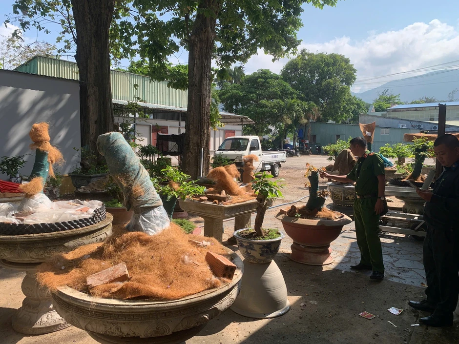 Vụ tịch thu 42 gốc mai ở Côn Đảo: Kiểm lâm trả lại 21 gốc cây hợp pháp Vụ tịch thu 42 gốc mai ở Côn Đảo: Kiểm lâm trả lại 21 gốc cây hợp pháp