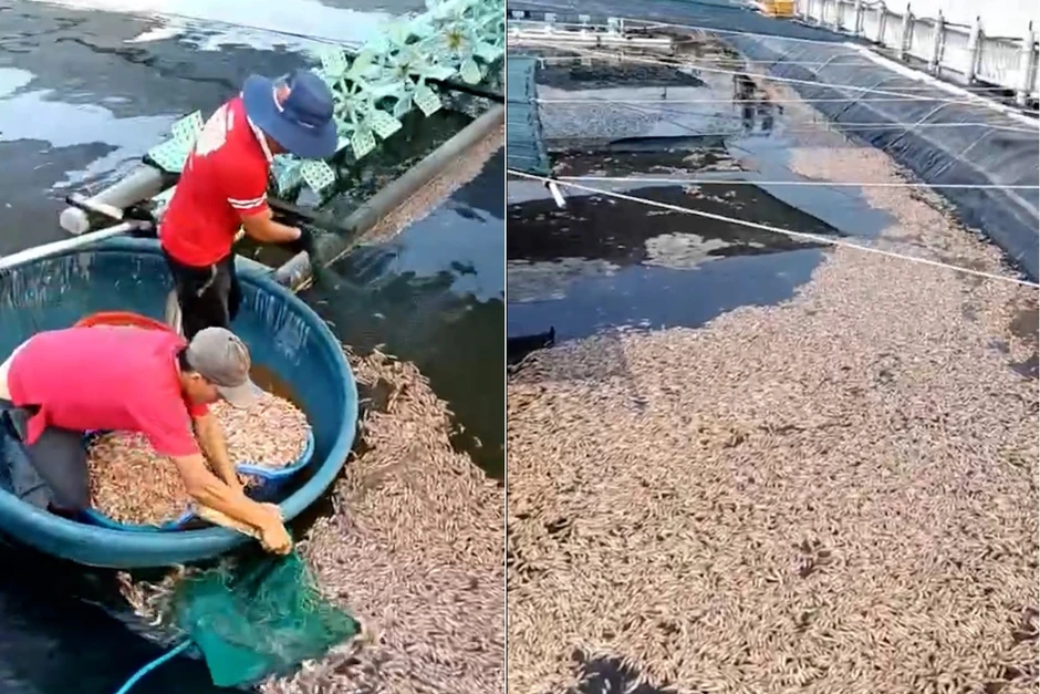 Vụ tôm chết hàng loạt: 8 gói nilon lạ nằm dưới đáy hồ là gì? Vụ tôm chết hàng loạt: 8 gói nilon lạ nằm dưới đáy hồ là gì?
