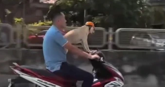 Xác minh clip "người đầu trần lái xe máy, chó đội mũ bảo hiểm"