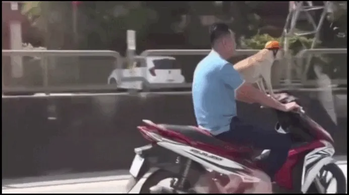 Xác minh clip "người đầu trần lái xe máy, chó đội mũ bảo hiểm" Xác minh clip "người đầu trần lái xe máy, chó đội mũ bảo hiểm"