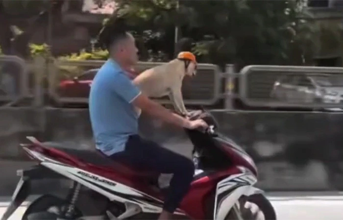 Xác minh clip "người đầu trần lái xe máy, chó đội mũ bảo hiểm" Xác minh clip "người đầu trần lái xe máy, chó đội mũ bảo hiểm"