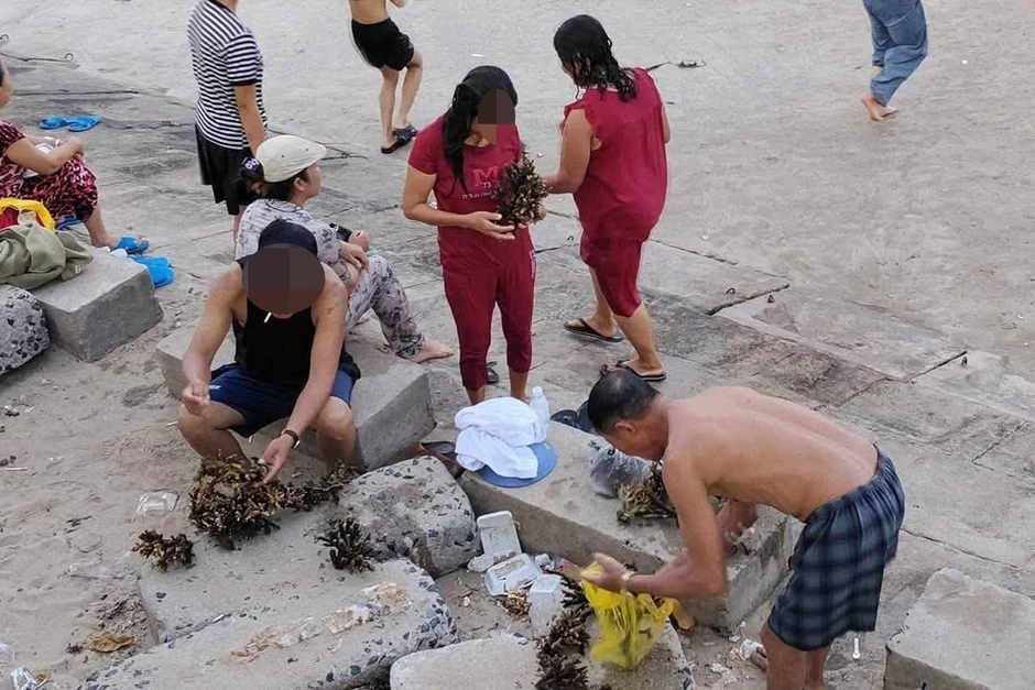 Xác minh nhóm du khách bẻ san hô ở biển Nha Trang Xác minh nhóm du khách bẻ san hô ở biển Nha Trang