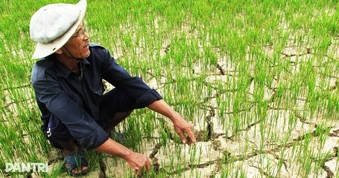 Xâm nhập mặn ở Đồng bằng sông Cửu Long tương đương nhiều năm