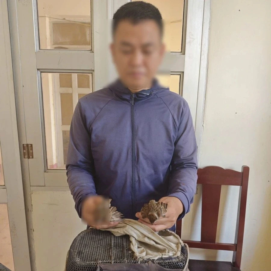 Xử lý người đàn ông dùng bẫy keo săn bắt 58 chim hoang dã Xử lý người đàn ông dùng bẫy keo săn bắt 58 chim hoang dã