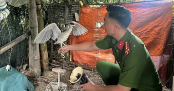 Xử phạt người đàn ông ở Hưng Yên bẫy, nuôi nhốt chim hoang dã