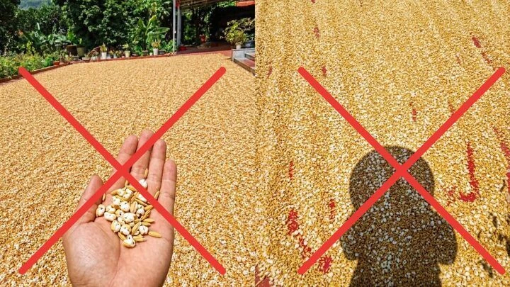 Xử phạt người đăng tin 'nắng nóng thóc phơi ngoài trời nổ thành bỏng' Xử phạt người đăng tin 'nắng nóng thóc phơi ngoài trời nổ thành bỏng'