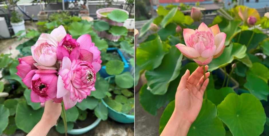 ‘Cõng bùn' lên sân thượng, 9X Quảng Ninh biến mái nhà thành vườn sen thơm ngát ‘Cõng bùn' lên sân thượng, 9X Quảng Ninh biến mái nhà thành vườn sen thơm ngát
