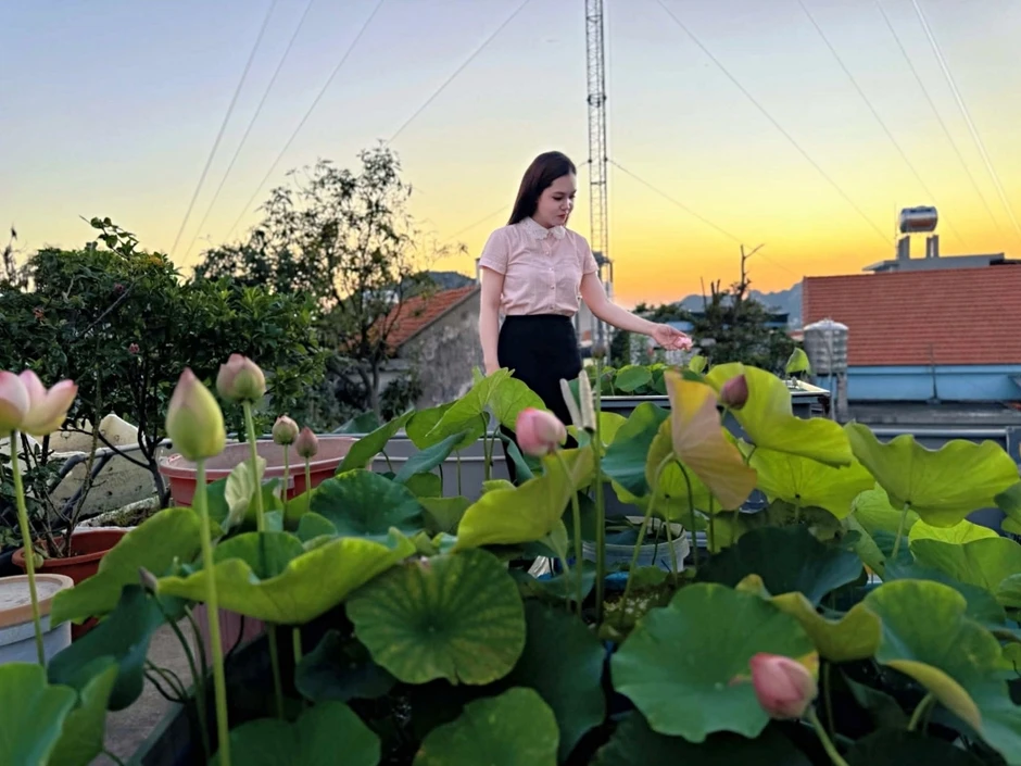 ‘Cõng bùn' lên sân thượng, 9X Quảng Ninh biến mái nhà thành vườn sen thơm ngát ‘Cõng bùn' lên sân thượng, 9X Quảng Ninh biến mái nhà thành vườn sen thơm ngát