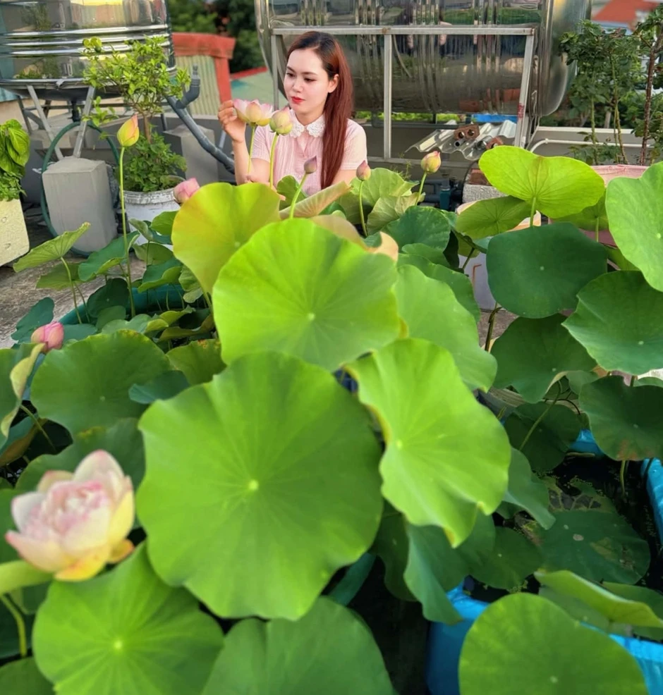 ‘Cõng bùn' lên sân thượng, 9X Quảng Ninh biến mái nhà thành vườn sen thơm ngát ‘Cõng bùn' lên sân thượng, 9X Quảng Ninh biến mái nhà thành vườn sen thơm ngát