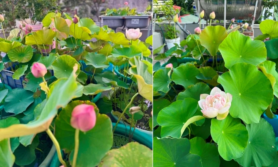 ‘Cõng bùn' lên sân thượng, 9X Quảng Ninh biến mái nhà thành vườn sen thơm ngát ‘Cõng bùn' lên sân thượng, 9X Quảng Ninh biến mái nhà thành vườn sen thơm ngát