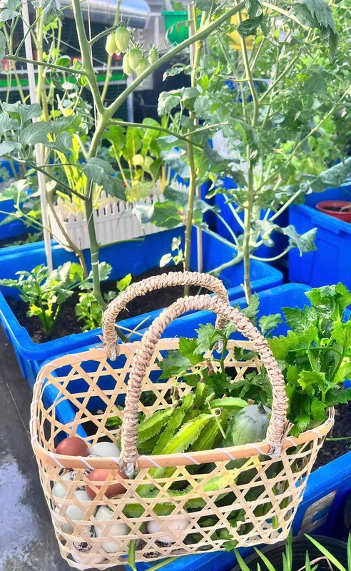 Mẹ đảm Đồng Nai nuôi gà, chim cút, trồng vườn rau xanh mướt trên sân thượng Mẹ đảm Đồng Nai nuôi gà, chim cút, trồng vườn rau xanh mướt trên sân thượng