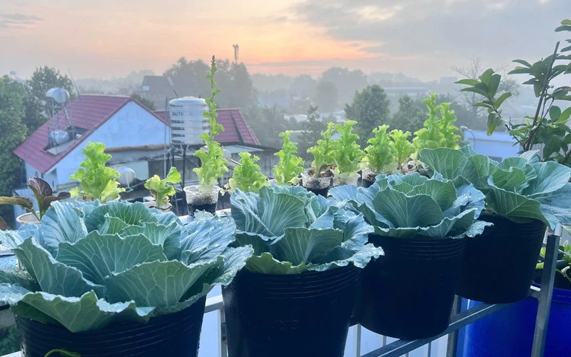 Mẹ đảm Đồng Nai nuôi gà, chim cút, trồng vườn rau xanh mướt trên sân thượng Mẹ đảm Đồng Nai nuôi gà, chim cút, trồng vườn rau xanh mướt trên sân thượng