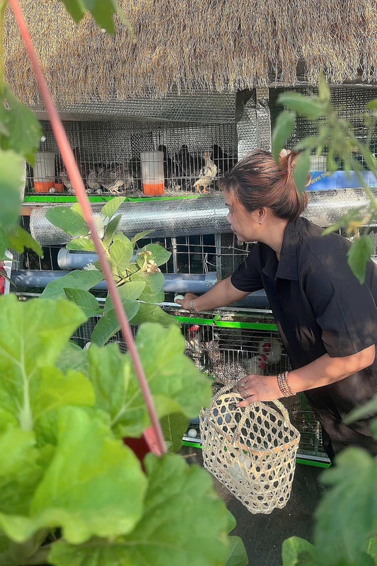 Mẹ đảm Đồng Nai nuôi gà, chim cút, trồng vườn rau xanh mướt trên sân thượng Mẹ đảm Đồng Nai nuôi gà, chim cút, trồng vườn rau xanh mướt trên sân thượng