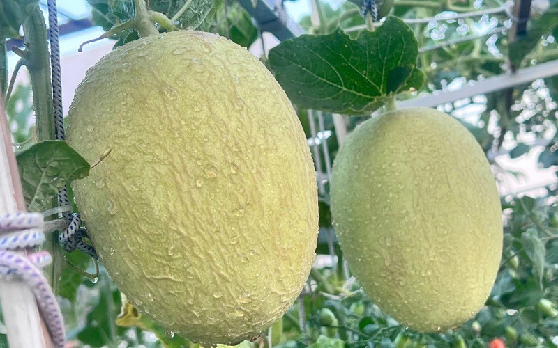 Mẹ đảm Đồng Nai nuôi gà, chim cút, trồng vườn rau xanh mướt trên sân thượng Mẹ đảm Đồng Nai nuôi gà, chim cút, trồng vườn rau xanh mướt trên sân thượng