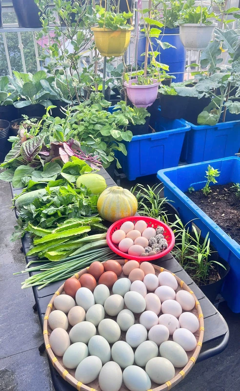 Mẹ đảm Đồng Nai nuôi gà, chim cút, trồng vườn rau xanh mướt trên sân thượng Mẹ đảm Đồng Nai nuôi gà, chim cút, trồng vườn rau xanh mướt trên sân thượng