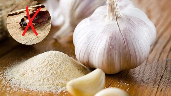 Mẹo dùng tỏi đuổi gián có thực sự hiệu quả? Mẹo dùng tỏi đuổi gián có thực sự hiệu quả?