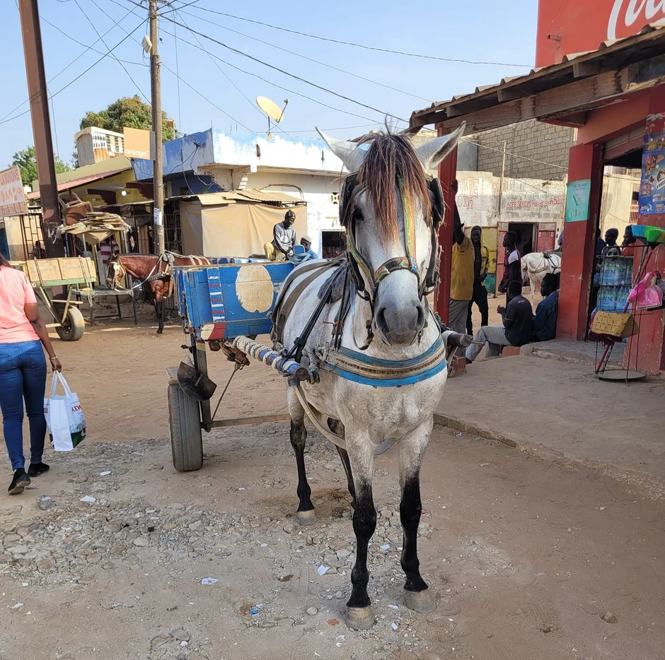 Nàng dâu Việt ở Senegal thuê xe ngựa tìm nguyên liệu làm nem rán, giò chả Nàng dâu Việt ở Senegal thuê xe ngựa tìm nguyên liệu làm nem rán, giò chả