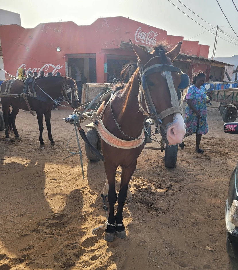 Nàng dâu Việt ở Senegal thuê xe ngựa tìm nguyên liệu làm nem rán, giò chả Nàng dâu Việt ở Senegal thuê xe ngựa tìm nguyên liệu làm nem rán, giò chả